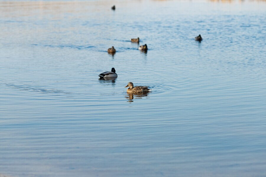 duck