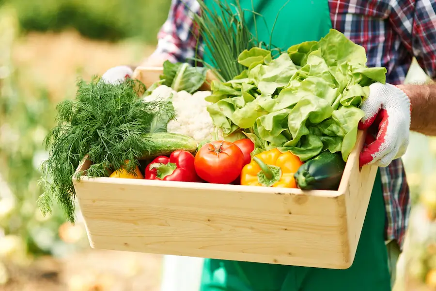 vegetable-box